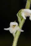 Texas lady's tresses